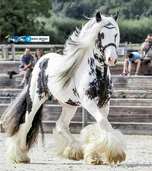 زیباترین اسب که تو کتاب گینس ثبت شده!