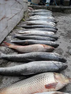 اینم صید ماهی توسط منو دوستم هفته پیش...جاتون حسابی خالی.