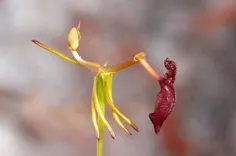 ارکیده‌ی چکشی (Drakaea)