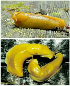 لیسه موزی نام نوعی عجیب از حلزون هاست که کندسرعت ترین حلز