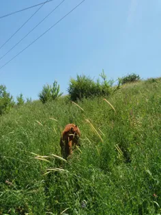 خلخال  روستای اسبو