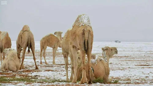 ⬅ بارش برف در بندر دیر استان بوشهر