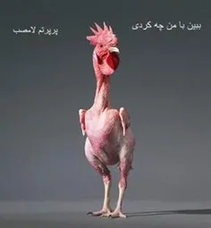 مخصوص داش ساجد