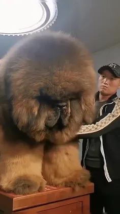 بزرگترين سگ دنیا در چین 😬