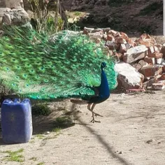 طاووسم قشنگه یا نه 😍❤️