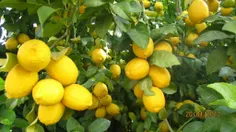 درخت لیموو لیمو