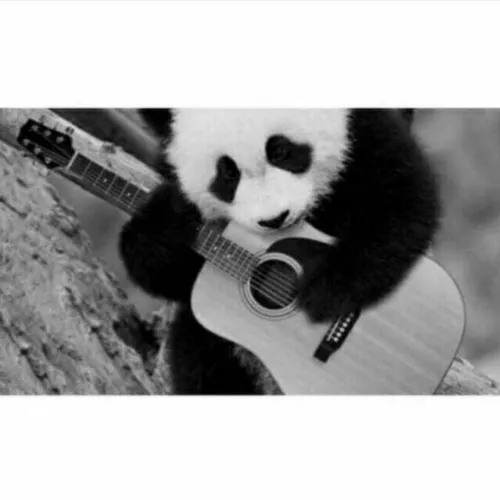 panda🐼