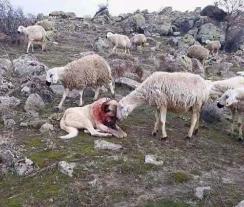 سگ در مقابل گرگ از گوسفندان دفاع کرده و اینجوری زخمی شده،