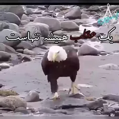 دیگه عقابام حول شدن🤣