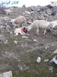 همدردی گوسفند با سگ گله که ازشون مقابل گرگ دفاع کرده بود 