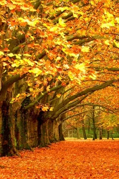 طبیعت irojeh 1122085