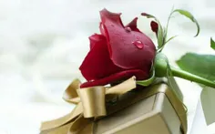 کاش کسی بود به ما هم هدیه میداد