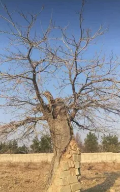 دوستی با طبیعت......