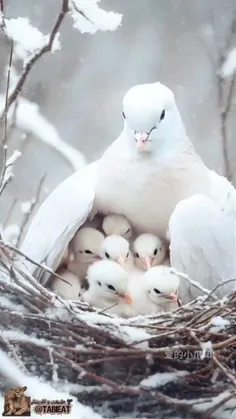 🌍بهنام طراح وخلق زیبائیهای جهان هستی 💚🌺💚🤲🤲🙏🙏🌺🌺🌺🌺🌺🌺🌺🌺