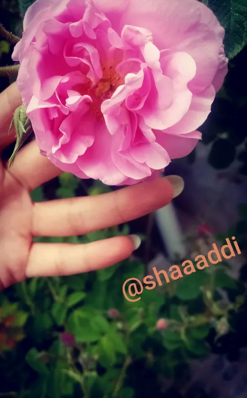 اولین گل محمدی باز شده تو حیاط😍🌸🌿