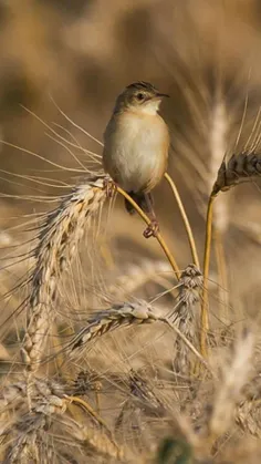 تنهایی مـــــا