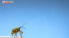 ویدیوی جذاب از لحظه پرواز حشرات