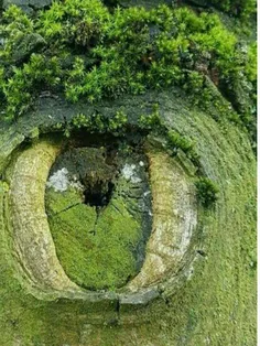 چشم #طبیعت را ببینید...