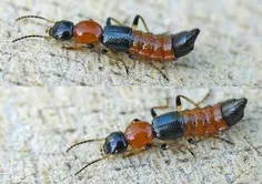 این نوع "مورچه دراکولایی" فِرز و سریع‌ترین موجود دنیاست!