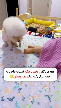 بفارا از سگ بیاموز 