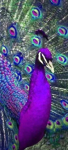 #Peacock 