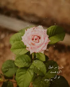 عاشقانه ها nafas1312 32415942