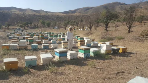 زنبورستان عسل سبز رود عسل طبیعی عسل طبیعی