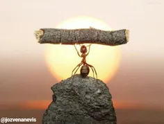 مورچه باش ولی متفاوت باش