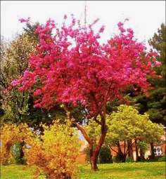 این یه درخت توشهر خودمون!