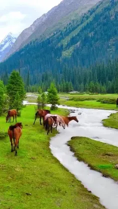 طبیعت وحشی