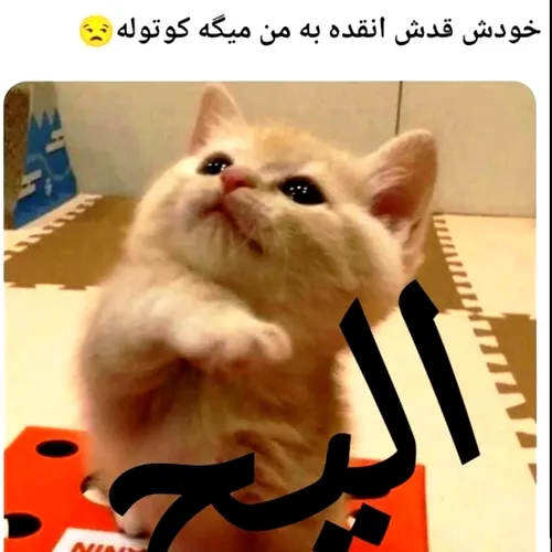 خودشون کوتولن+++