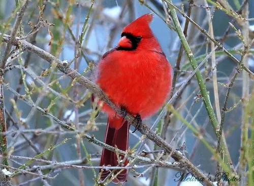 🌴کاردینال شمالی یا کاردینال سرخ (نام علمی: Cardinalis cardinalis)🌴