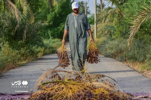 برداشت خرما از نخلستان های آبادان