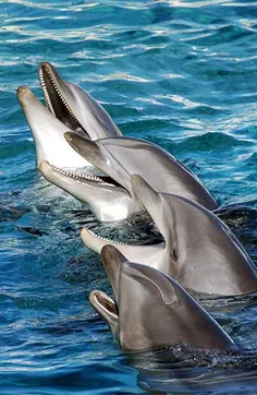 #dolphin #دلفین