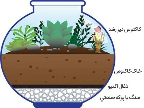 آموزش ساخت تراریوم آکواریوم کاکتوس ها مراحل طبقه بندی برا