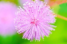 گل خجالتی یا حساس با نام علمی Mimosa pudica