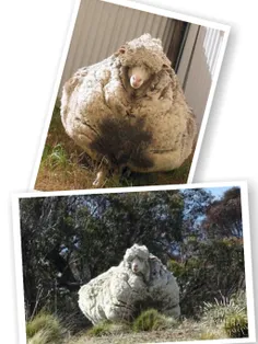 گوسفندی که مدت ها از گم شدنش می گذشت پس از پنج سال با ظاه