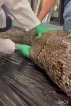 🎥 خارج کردن یک تمساح کامل از شکم مار پیتون برمه‌ای در فلو