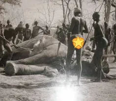 مردان قبایل بدوی افریقا در حال شکار یک فیل به روش انسان ه