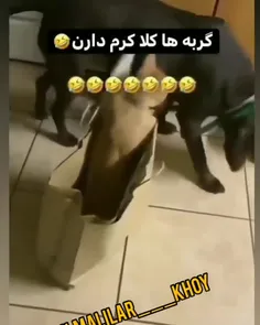 از جمله دلایلی که گربه دوست دارم😂😂😂😂خیلی یزیدن😐