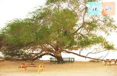 در کشور بحرین که زمانی یکی از استان های ایران بود یک درخت