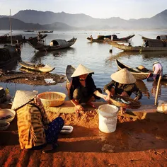 Women are collecting fishes before they go sell at the ma