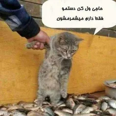 بدبخت گربه هه