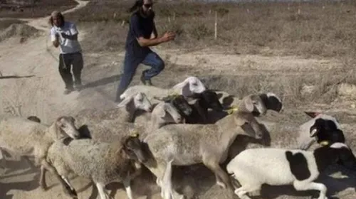 🔵زخمی شدن 3 فلسطینی در حمله شهرک نشینان به شمال غرب اریحا