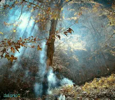 عکسی زیبا از جنگل های طرقبه در مشهد