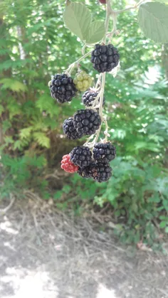 سلام برهمگی دوستان صبحتون بخیروشادی