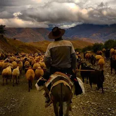 A shepherd herding villagers' sheep to the pasture, early
