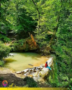 جنگل فلور یکی از زیباترین جنگل های شمال کشور که در بخش سو