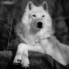 گرگان سفید از با اصیل ترین گرگان دنیا که نظیر ندارد.😀 👍 👍
