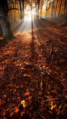 #Nature #Autumn 🍁 